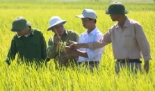 KH&CN là yếu tố chính nâng cao chất lượng sản phẩm nông nghiệp