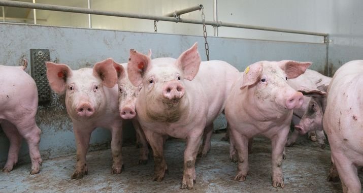 Công tác phòng, chống Dịch tả lợn Châu Phi trên địa bàn tỉnh Kon Tum