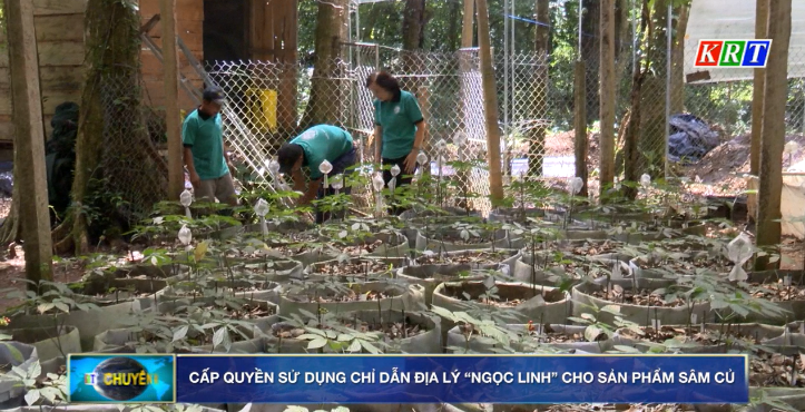 Chuyên mục KHCN 2023: Cấp quyền sử dụng chỉ dẫn địa lý “Ngọc Linh” cho sản phẩm sâm củ