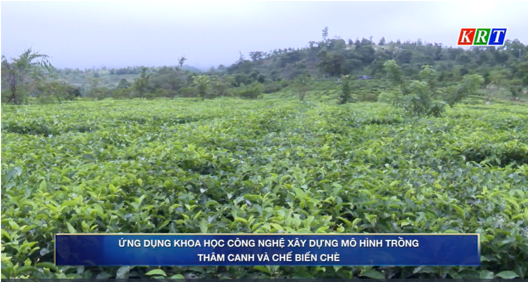 Chuyên mục KHCN 2024: Ứng dụng khoa học công nghệ xây dựng mô hình trồng, thâm canh và chế biến chè